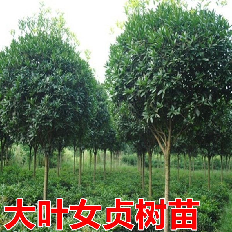 大叶女贞树苗大树高杆大叶女贞小苗庭院绿化苗南北方种植四季常青
