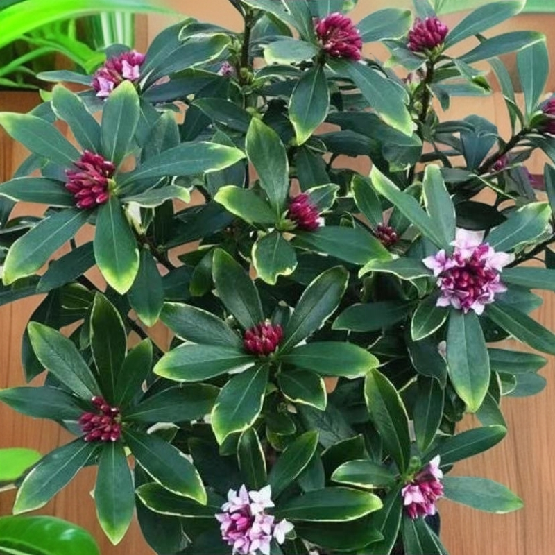 耐寒金边瑞香室内盆栽浓香绿植四季开花阳台花卉