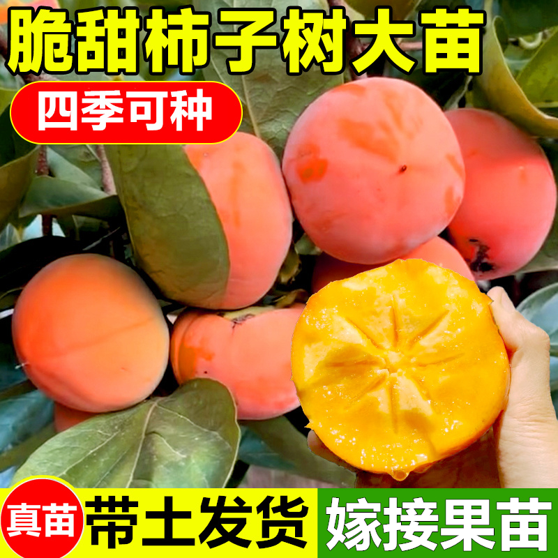 【优品苗】柿子树苗甜脆柿树正宗嫁接果树苗南北方种植庭院甜柿绿植