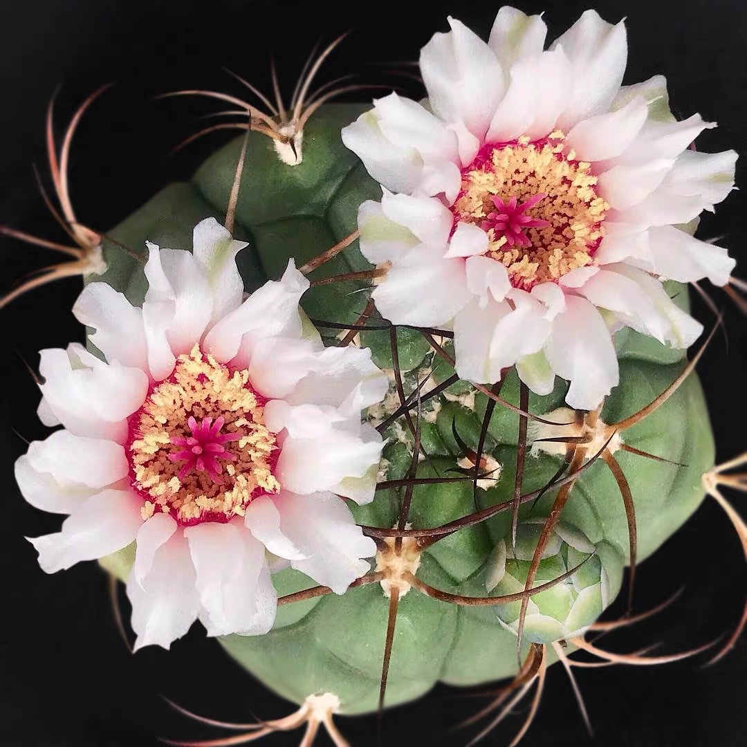 实生新天地大型仙人球开花硬刺多肉植物仙人掌创意北欧防辐射盆栽