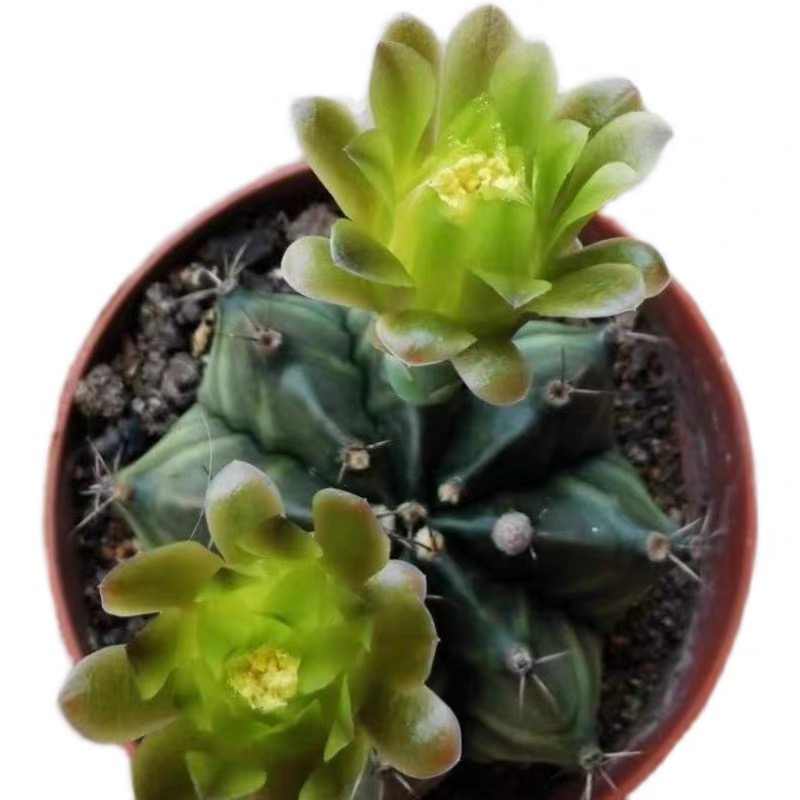 绿花瓦格牡丹仙人球稀有开大花实生多肉植物新手易养防辐射