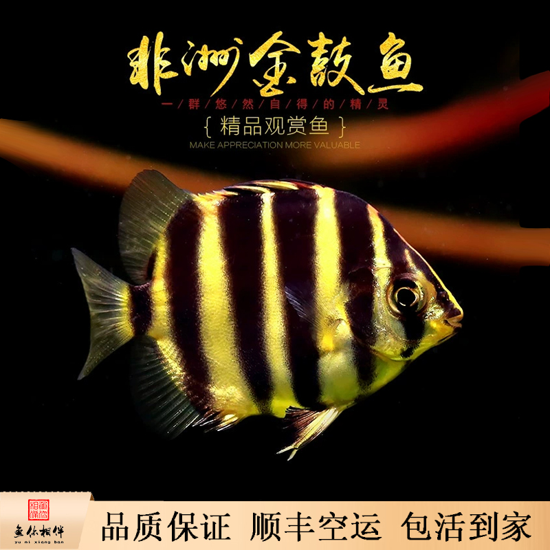 进口非洲金鼓金古马达加斯加四纹虎鱼群游鱼热带观赏龙鱼混养搭配
