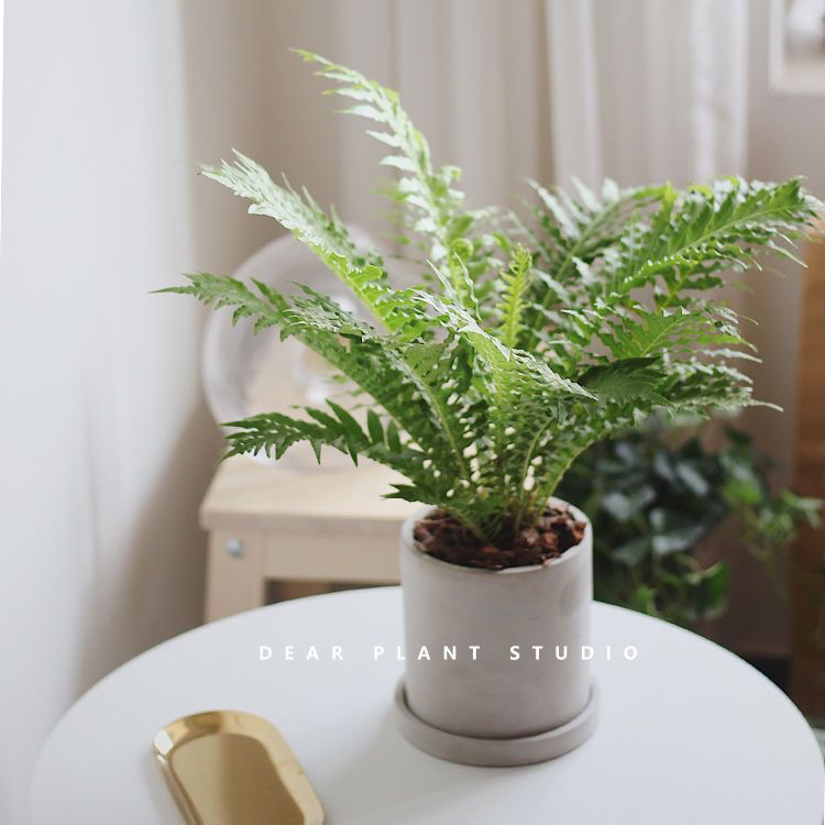 富贵蕨类植物室内阳台耐阴办公室盆栽桌面养易活原盆实物