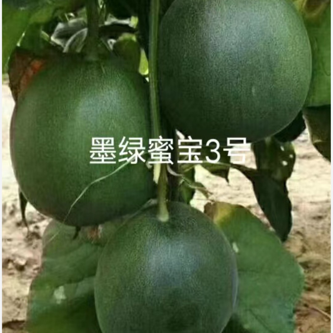 墨绿蜜宝3号薄皮甜瓜香瓜种子约500粒