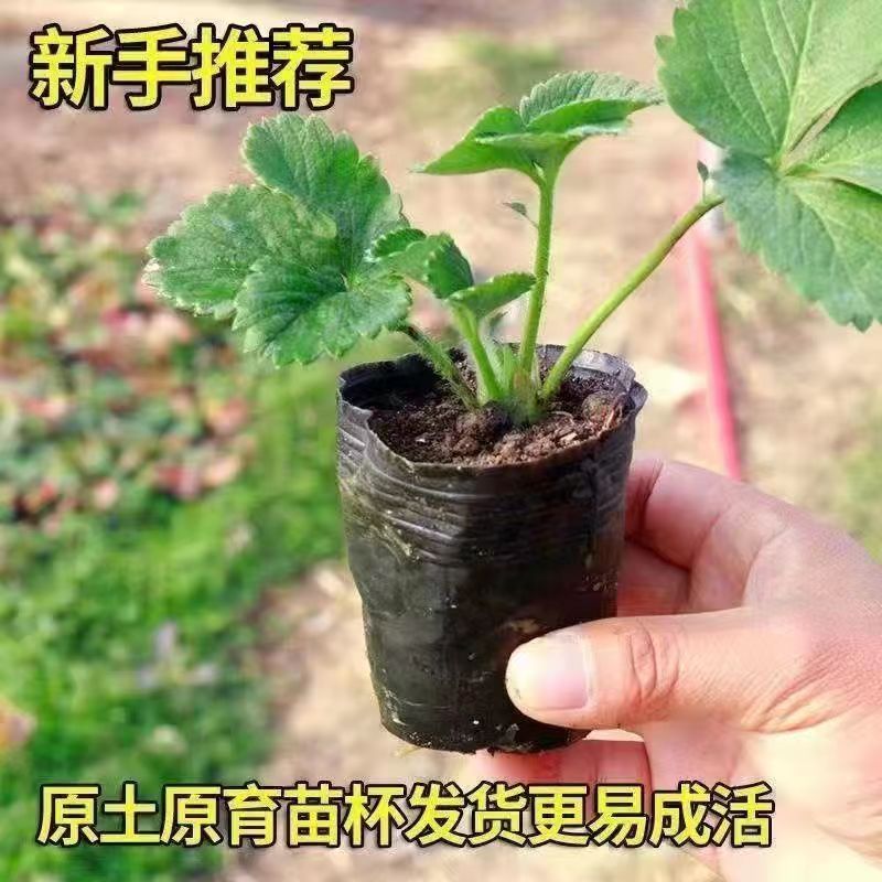 6颗包邮，奶油草莓苗春季盆栽当年结果用奶油新苗阳台种植带盆带土