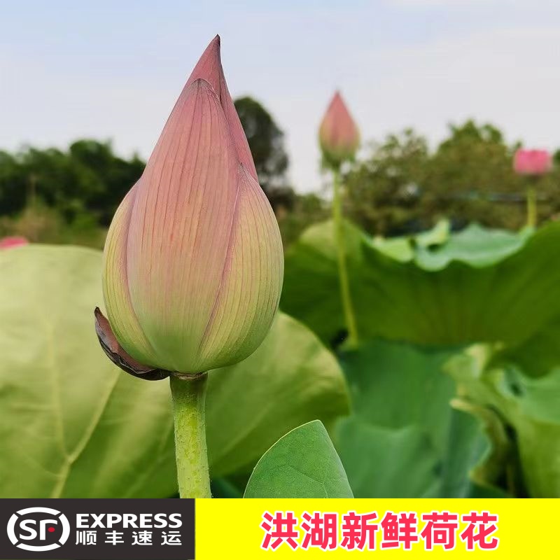 【顺丰包邮】洪湖新鲜荷花荷叶莲叶现摘整张荷叶饭酒店摆盘20张/朵