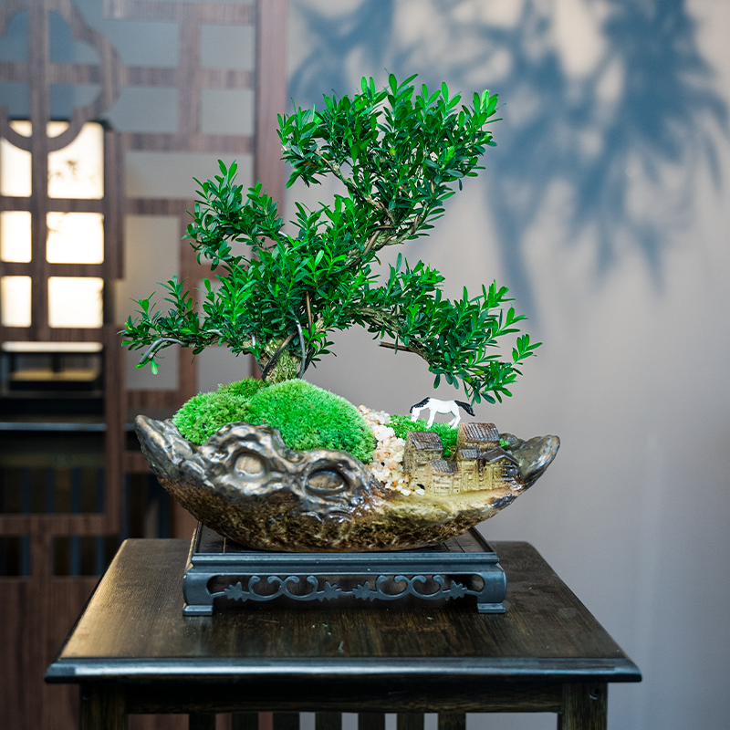 【老桩高档造型黄杨】造型盆栽植物花卉绿植黄杨盆景阳台客厅茶室