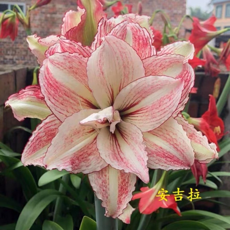 澳朱安吉拉种球盆栽地栽四季养殖多年生