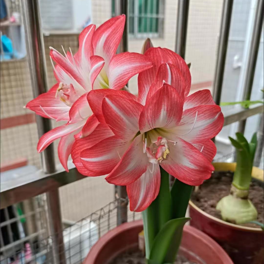 花孔雀 自然球朱顶红种球大花型重瓣多年生四季养殖包对版