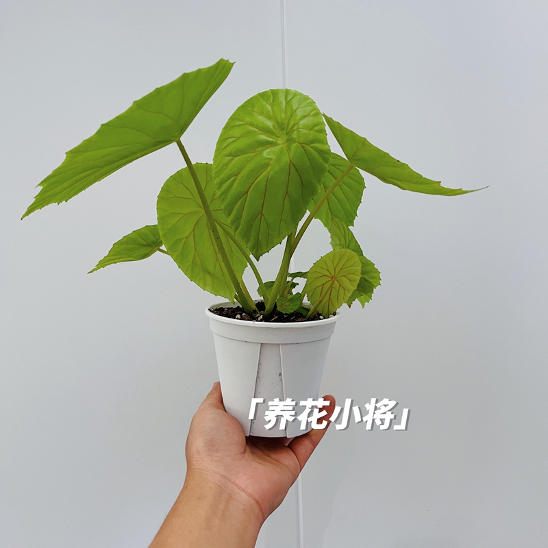 直播间专用低价链接请勿私自下单  粉丝福利  室内网红热植 