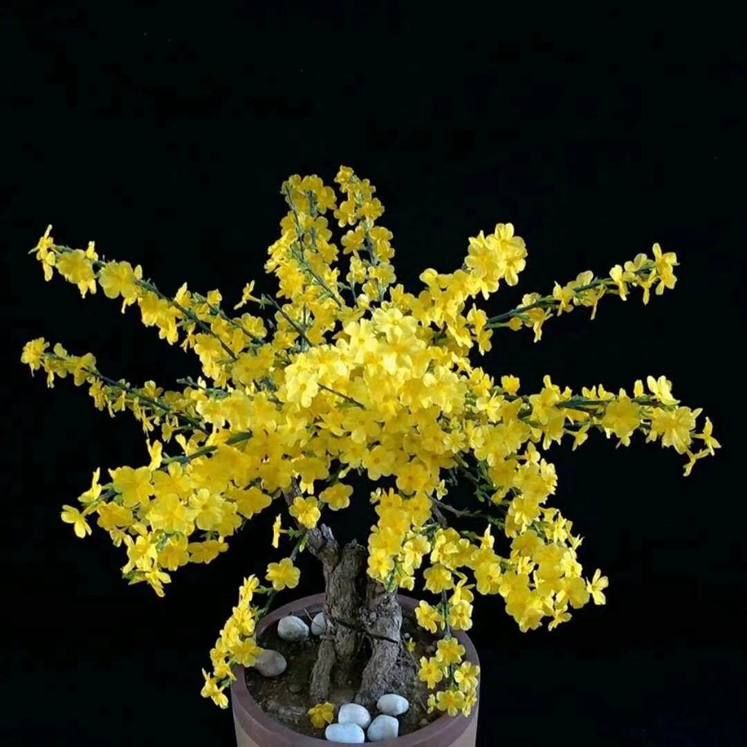 甘肃小叶大花品种迎春花