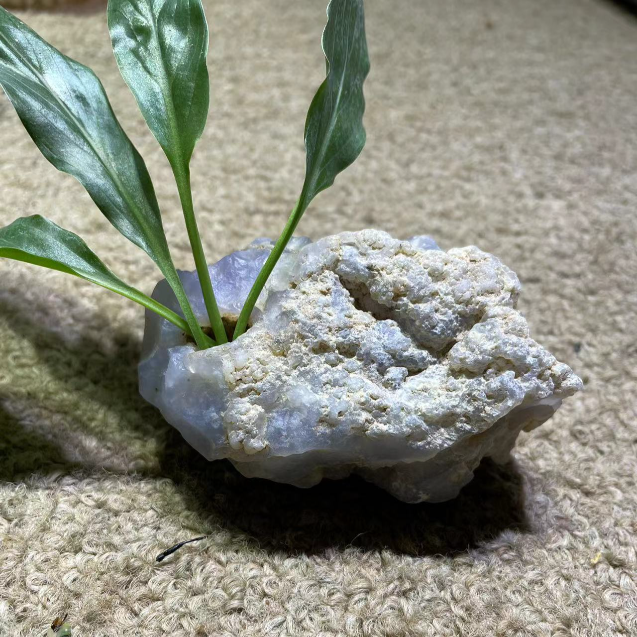 阿拉善戈壁原石 天然彩色奇石戈壁石