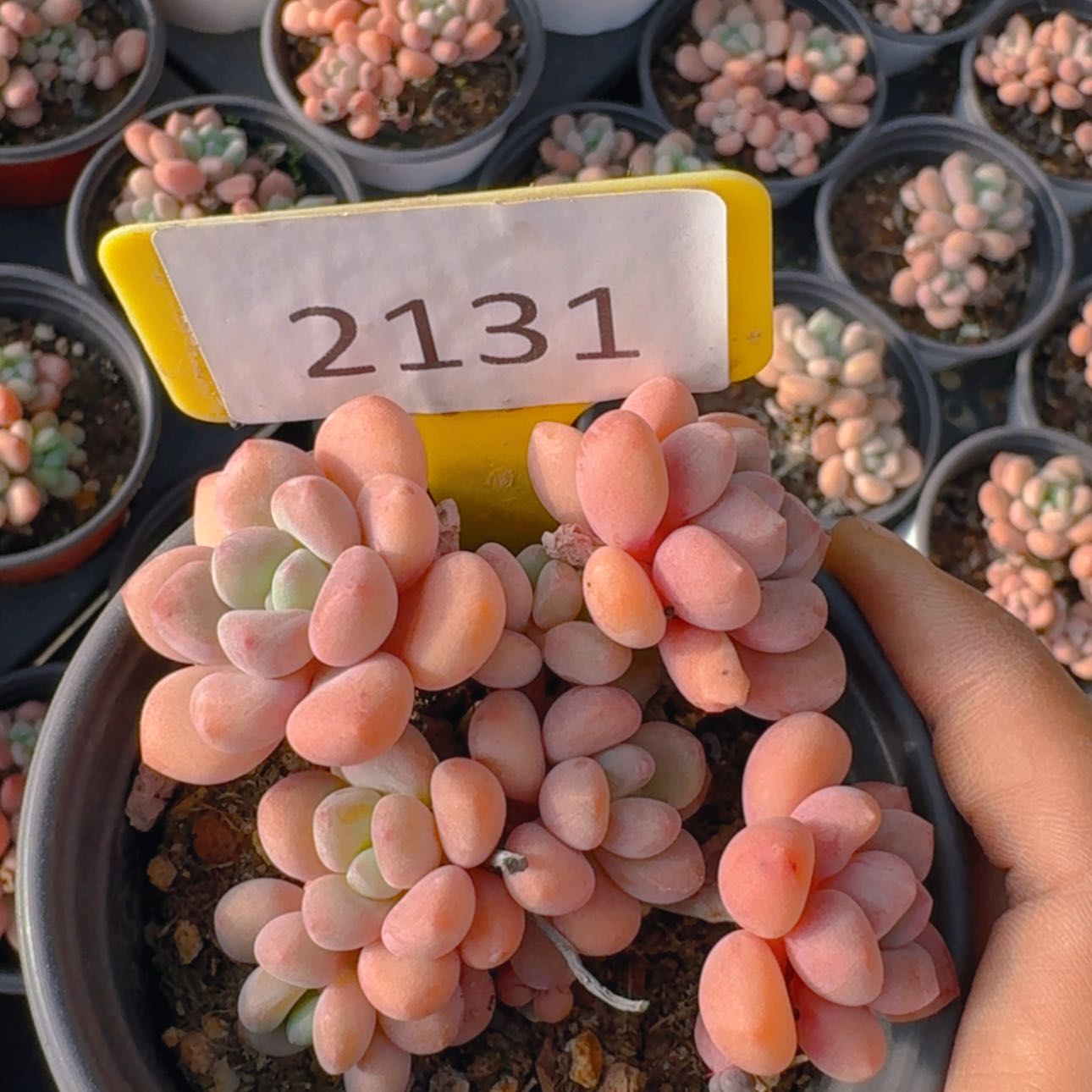 【闪购商品】2131木糖醇