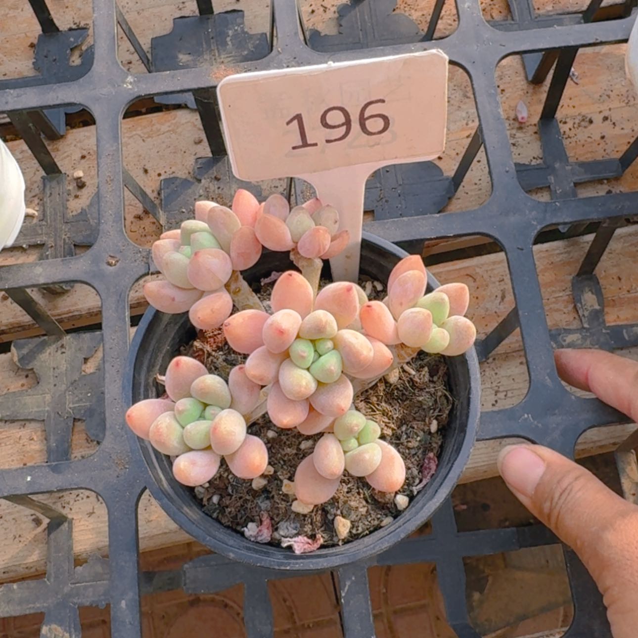 【闪购商品】196杨贵妃