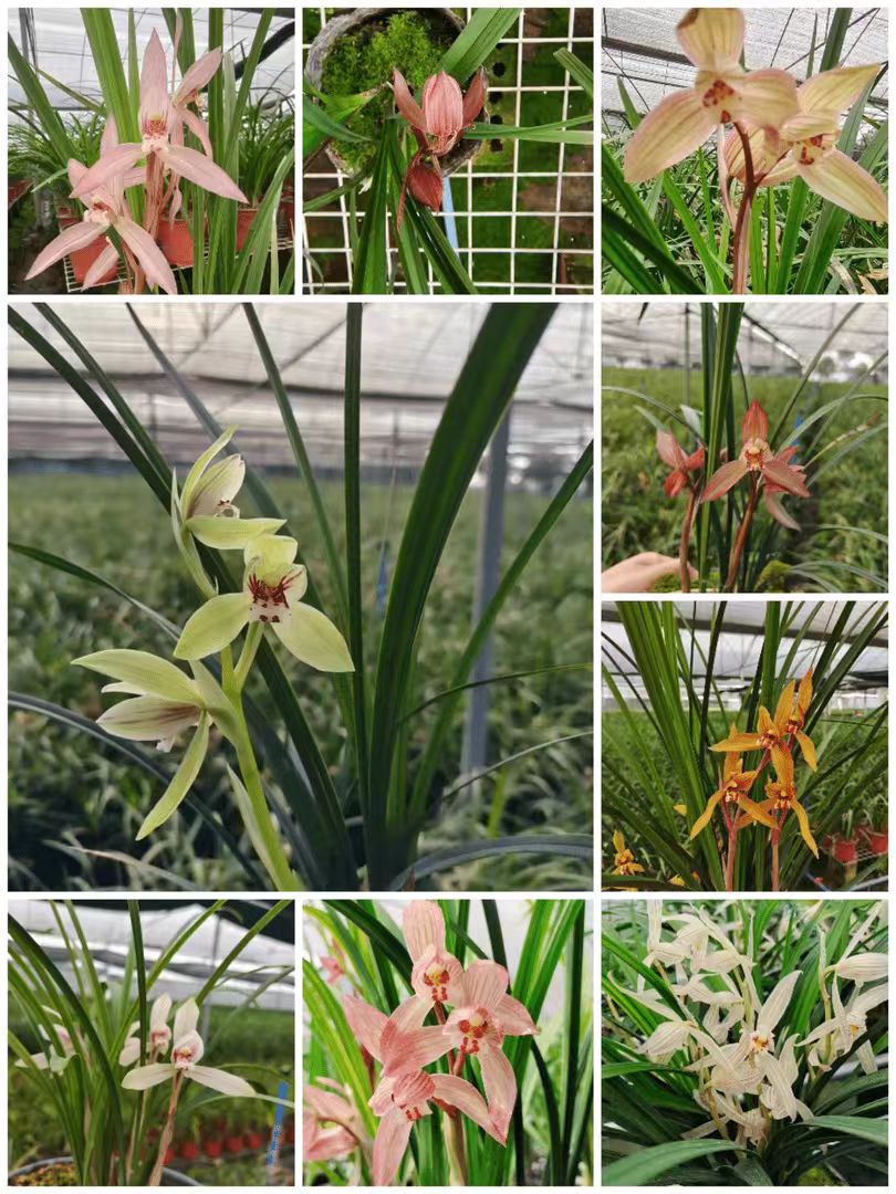 国兰精品春剑春兰资源草专属链接(默认裸根发货)