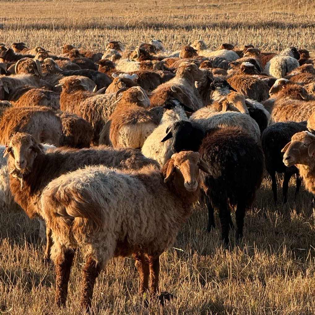（新鲜肉包邮）阿勒泰大尾羊羊羔肉（哈萨克解刨方式)