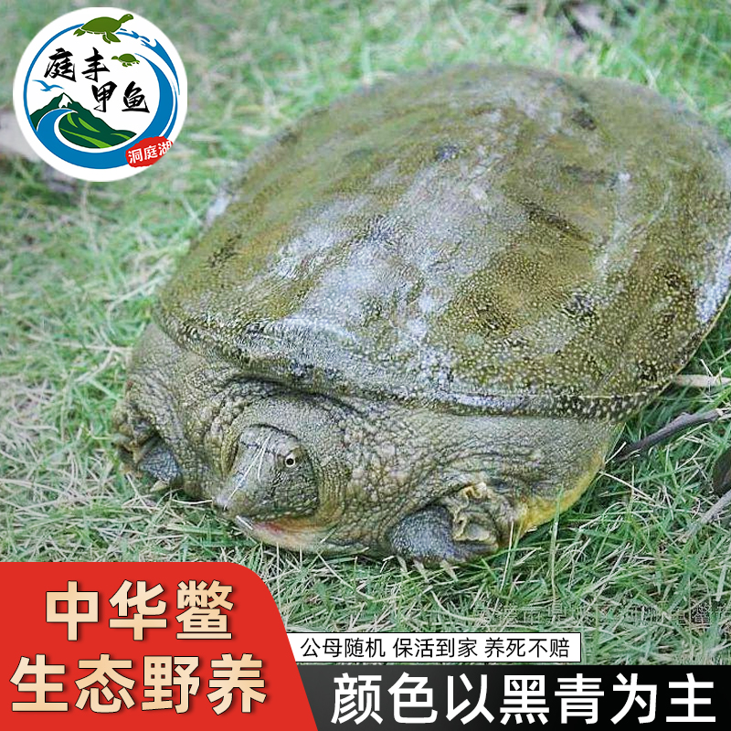 甲鱼鲜活水鱼王八纯放野养生态老鳖汉寿公甲鱼外塘活物食用中华鳖