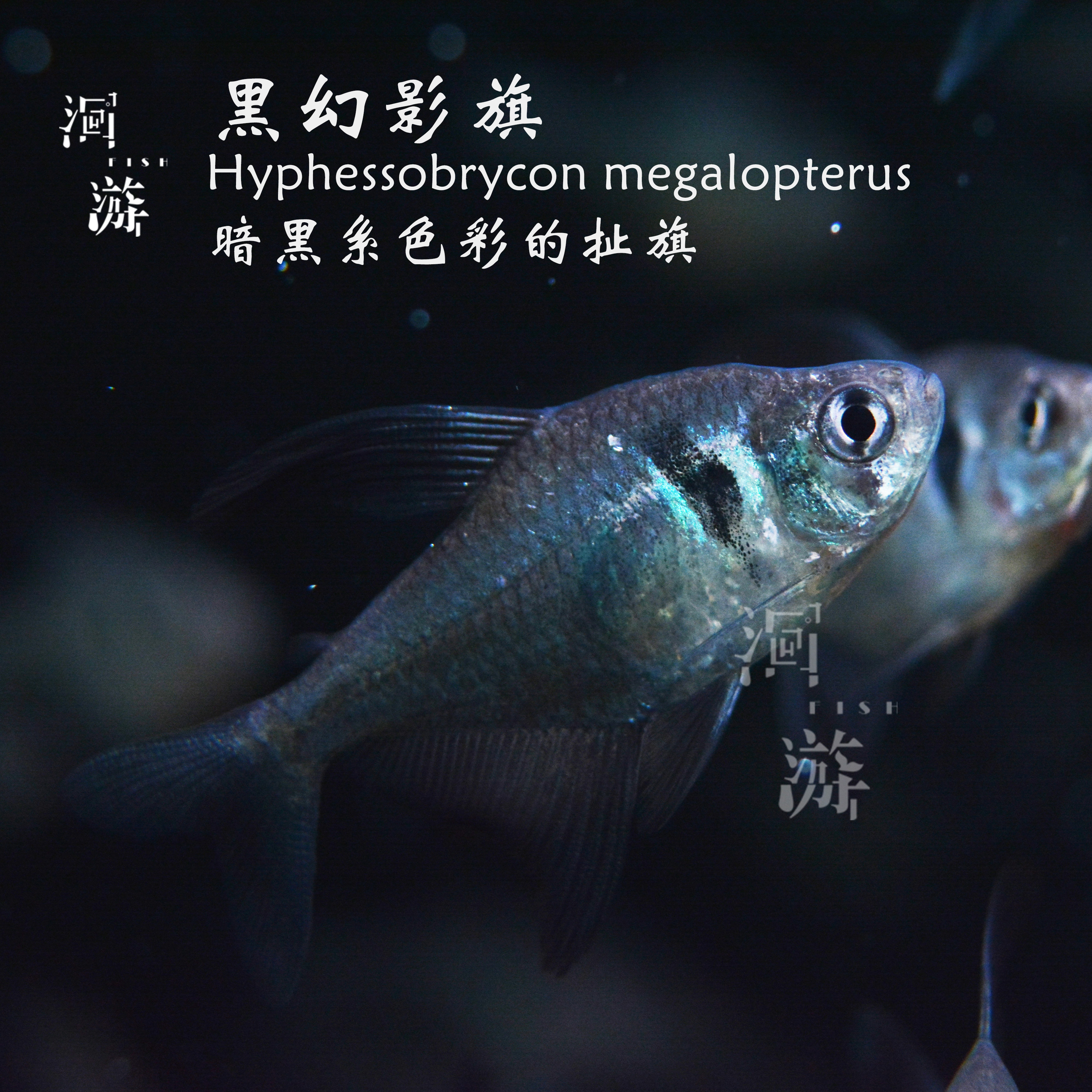 【洄游】黑幻影旗 灯鱼南美热带观赏鱼小鱼混养/定水检疫/满200包邮