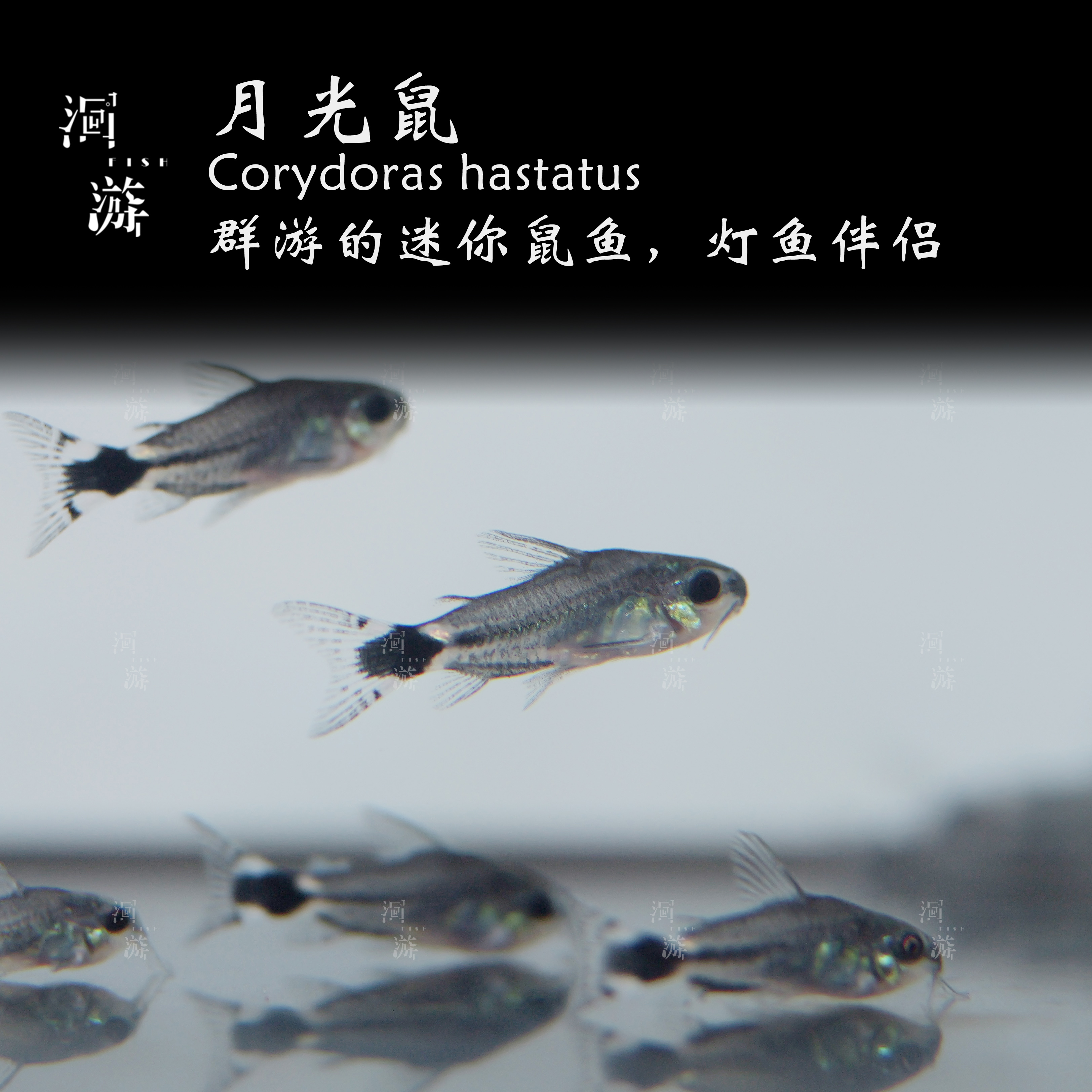  【洄游】月光鼠鱼 南美热带观赏鱼小鱼混养/定水检疫/满200包邮