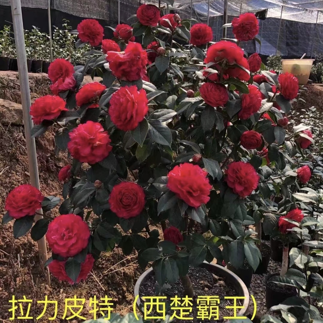 云南茶花  拉力皮特（西楚霸王）原生四年苗栽培培育选购