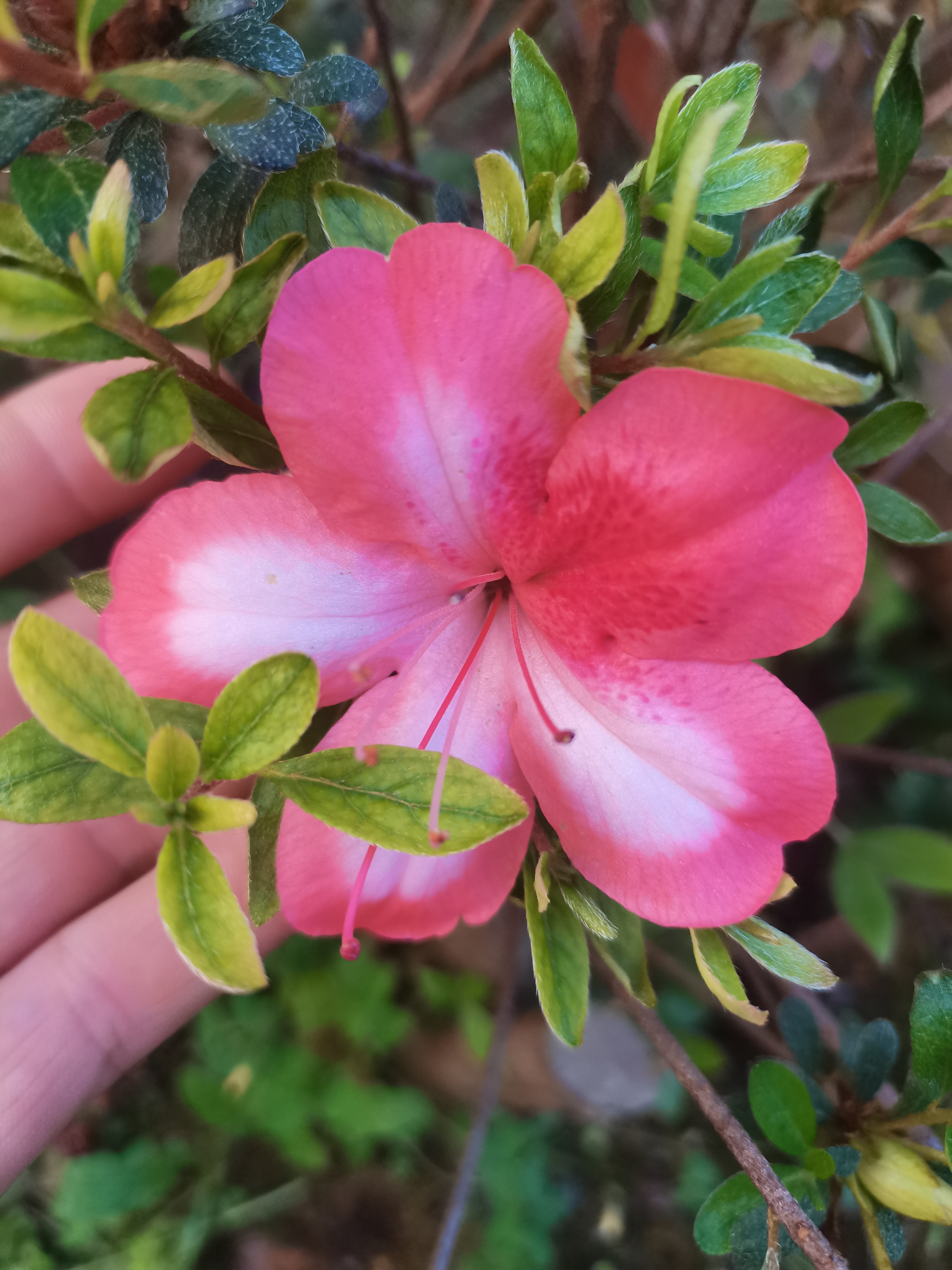 【20-200】鲜花绿植盆㬌花木 品种规格齐全 一物一拍