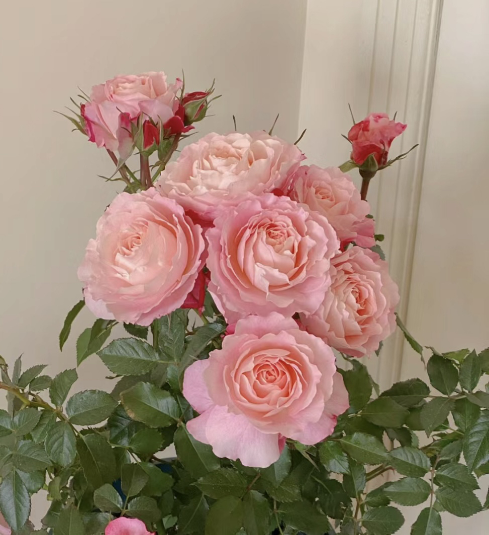 【海神王】杏粉色月季 四季开花 原盆原土发货