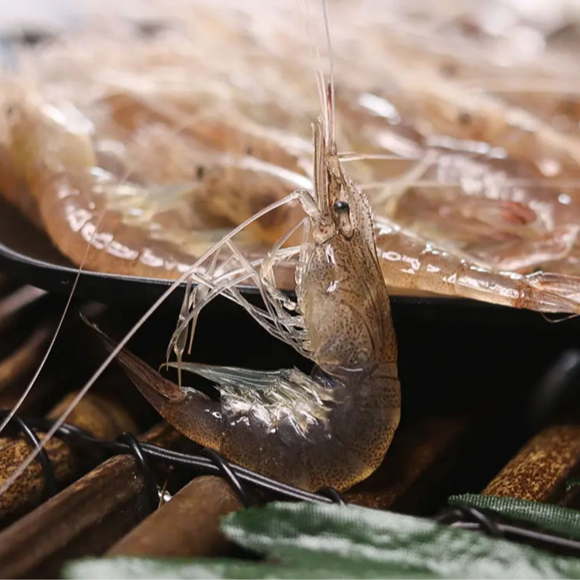 连云港本地海边现捕 小白虾鲜活海白虾速冻220只左右每斤