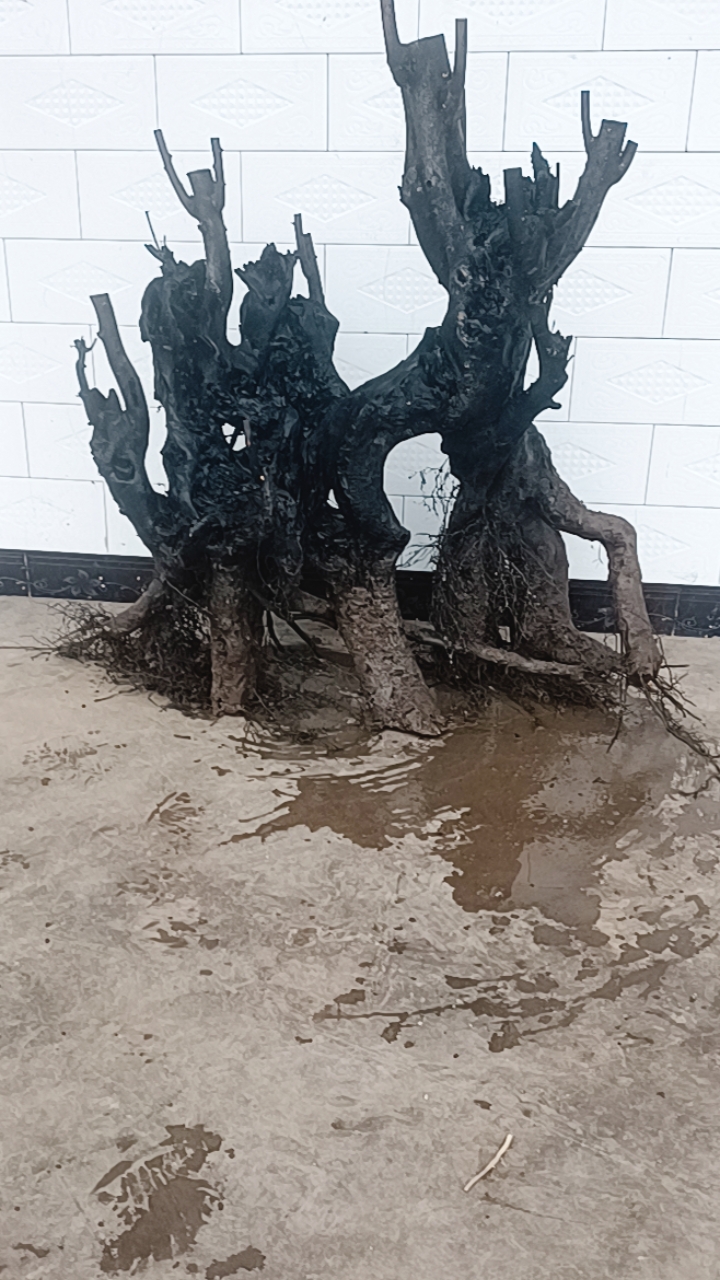 金弹子@绿植盆栽