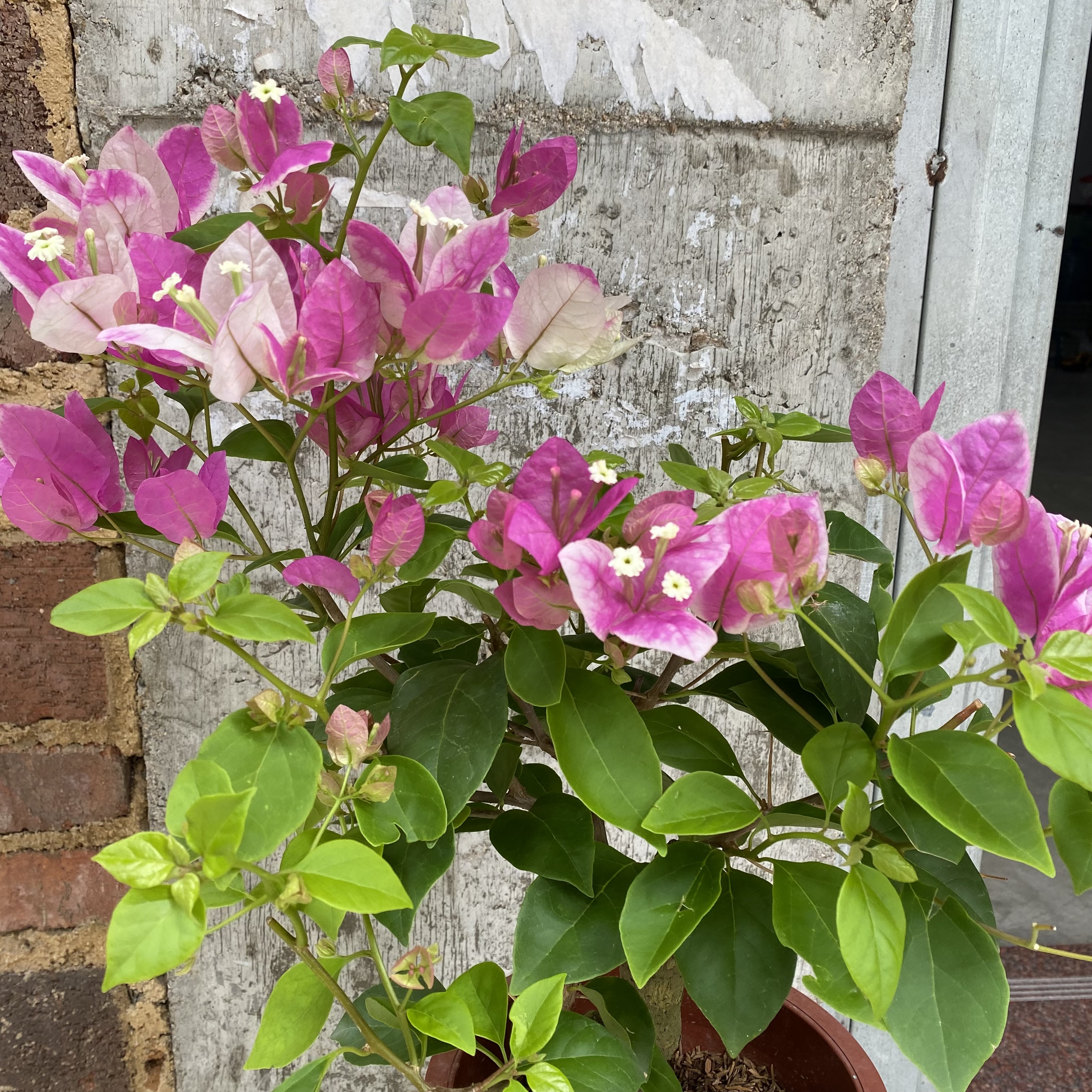 (漳红樱）三角梅花卉植物