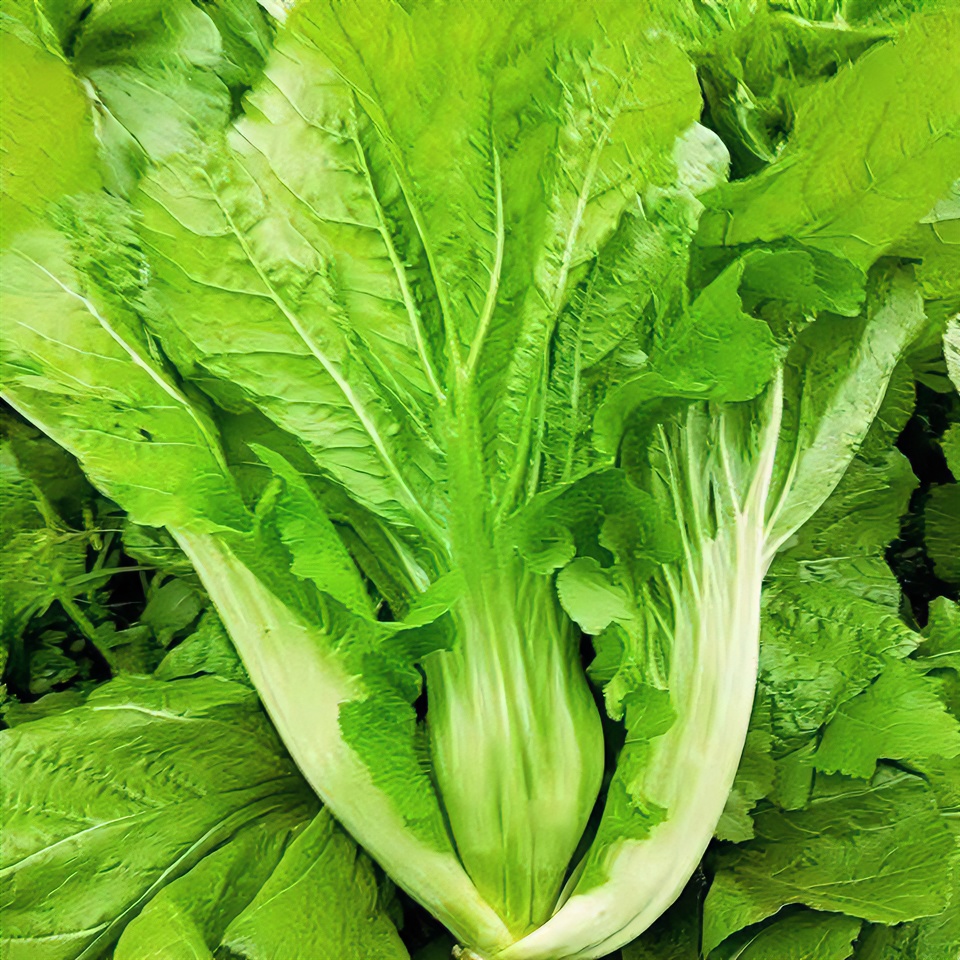 四川新鲜大叶青菜芥菜农家露天自种腌菜泡菜酸菜盐菜现摘现发