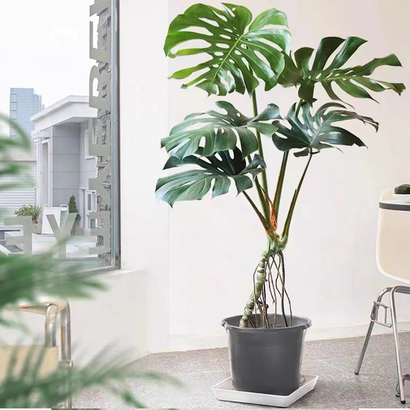 超大龟背竹老桩室内绿植盆栽一物一拍