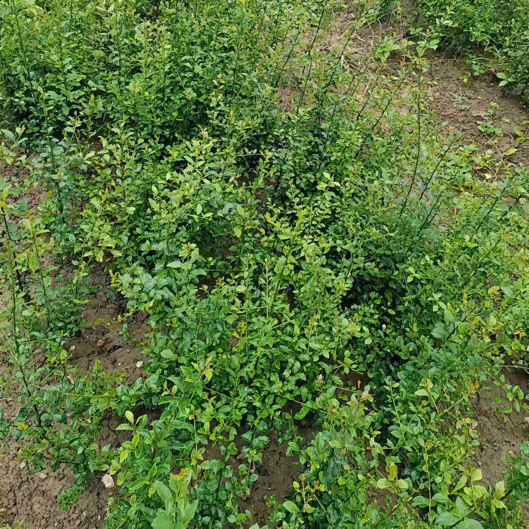 李梦喆专用链接暴力难免断枝掉果每一颗带商标发货损坏不售后卫矛