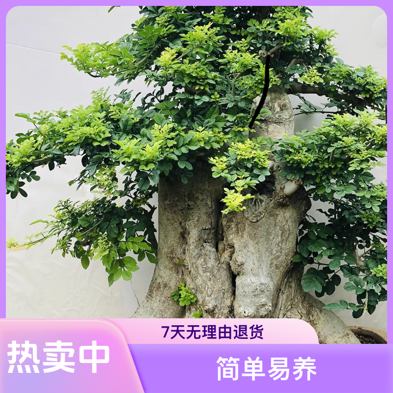 小叶榔榆 白蜡 火棘 唐枫盆景一物一拍