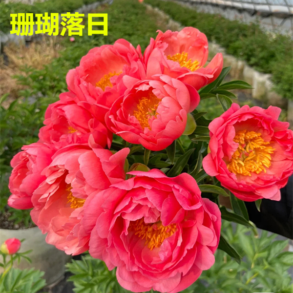 【落日珊瑚芍药】会变色的网红芍药不带枝叶裸根发货