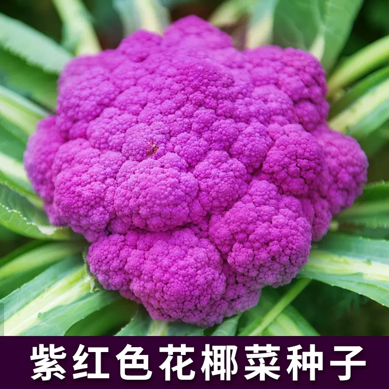 （全店满5元包邮）紫色花椰菜种子农家庭院蔬菜种子
