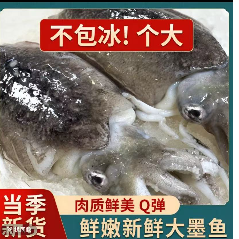 深海大墨鱼。口感Q弹。肉厚实。爆炒白灼上品