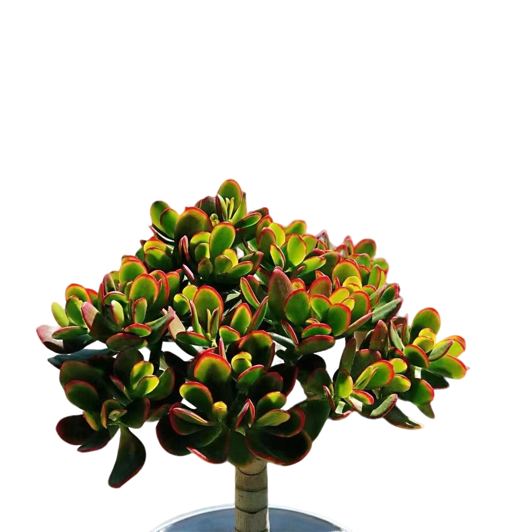 精品多肉绿植 摇钱树