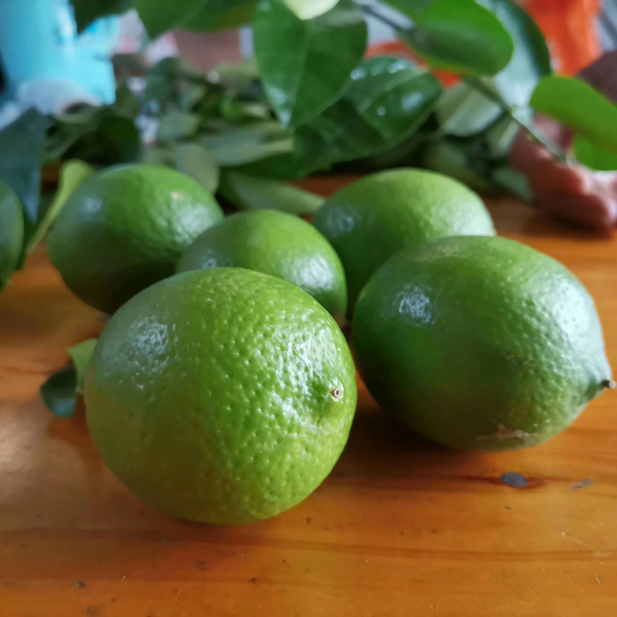 新品四季泰国小青柠檬嫁接苗青柠檬苗子南方北方盆栽地栽泰国菜
