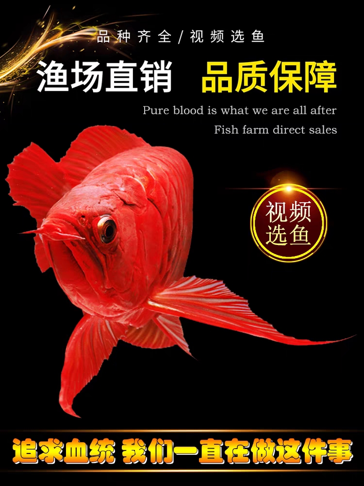 红龙鱼活体观赏鱼印尼超血红龙绿皮辣椒红龙大型热带观赏鱼
