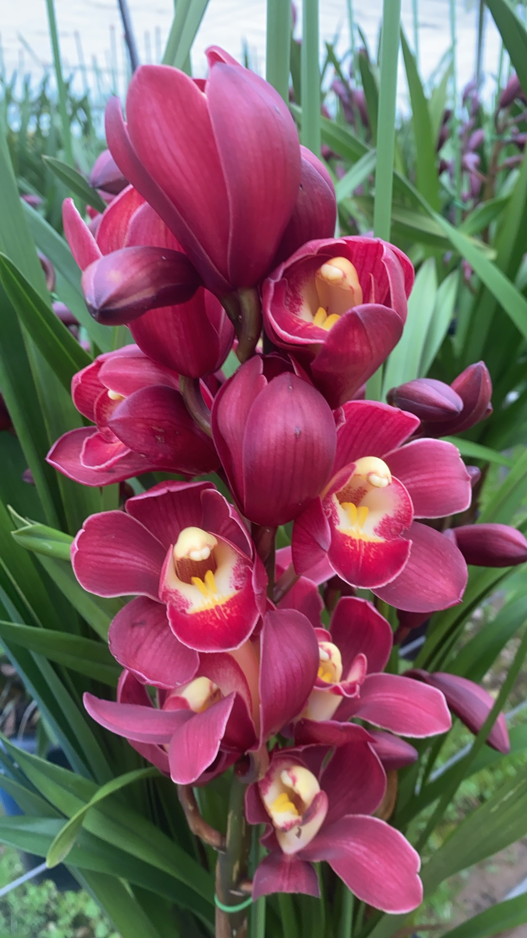 大花蕙兰（金边红袍）原盆原土发货一物一拍，客厅，阳台，室内养殖