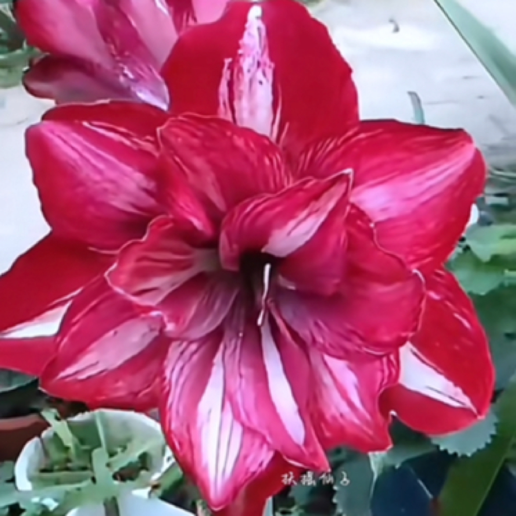 扶摇仙子、三重凤蝶朱顶红小苗带盆土发货盆栽（偏远先沟通）