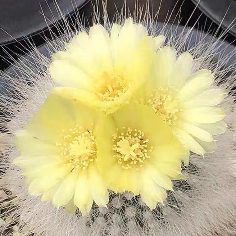 白小丁   白雪公主毛绒可爱软刺球