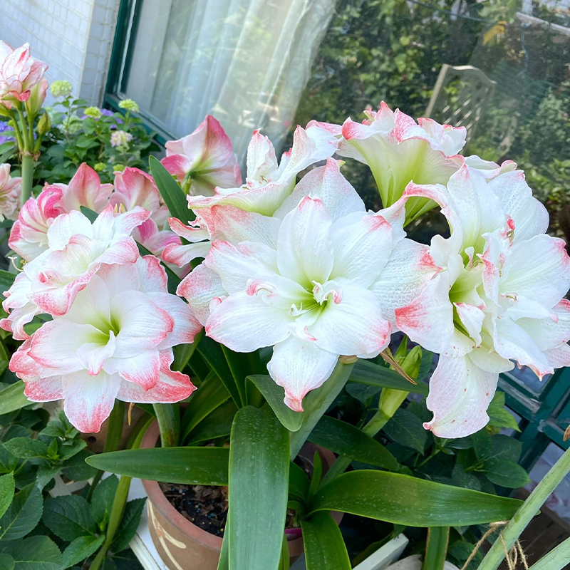 逸植朱顶红【糖果黛丝】重瓣种球