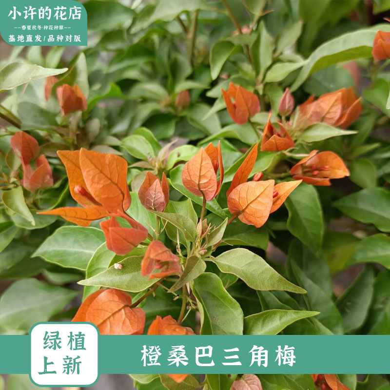 橙桑巴三角梅火宝石勤花亮橙勤花庭院盆栽【小许的花店】基地花卉