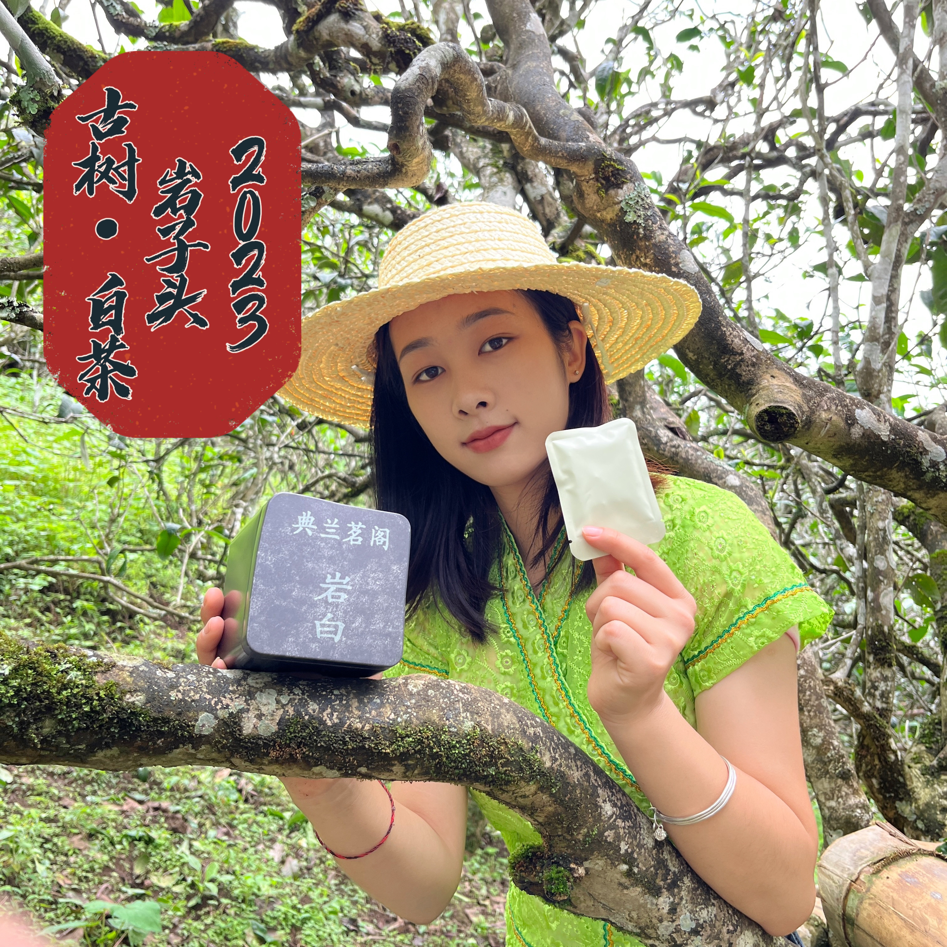 2025年典兰茗阁古树白茶【岩白】头春头采 白茶小方片8g花香袋装