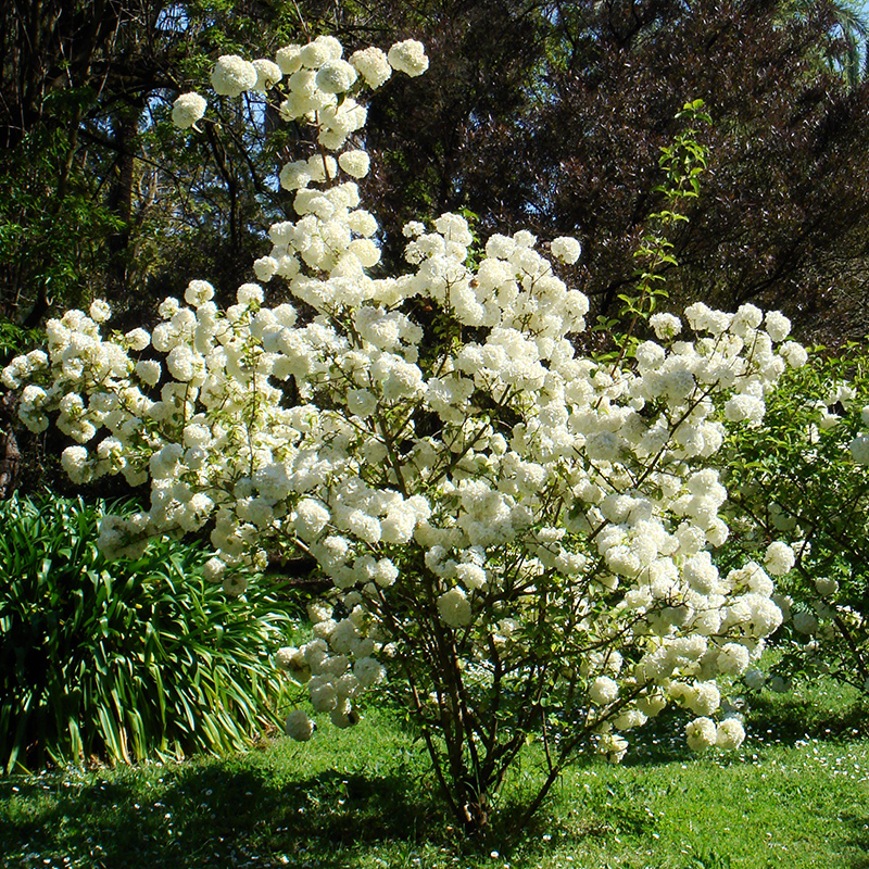 天狼 中华木绣球 喜光庭院花园地栽观赏性植物花卉耐热耐寒