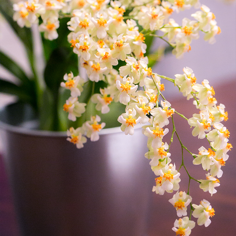 天狼 梦香系列文心兰盆栽室内带花剑奶油香易养观花植物庭院盆栽