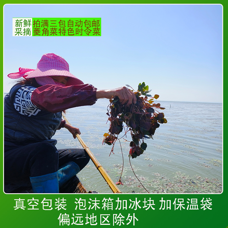 安徽宣城南漪湖菱角菜现摘现发菱角藤250g食用农产品需烹饪新鲜