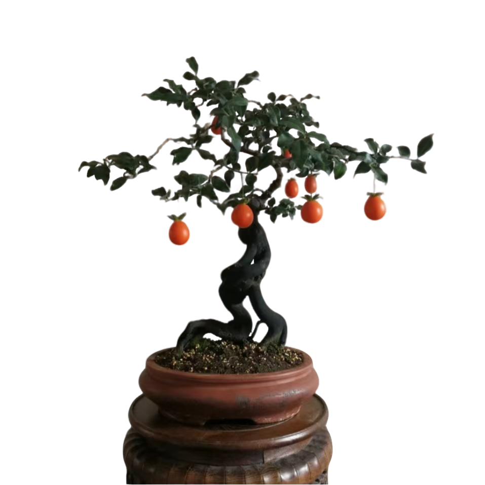 金弹子盆景一物一拍（请勿随意下单）