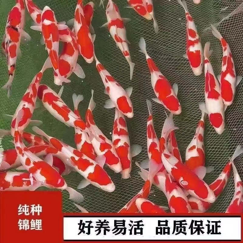 红白纯种锦鲤包邮包活到家10-25厘米鱼池鱼缸观赏鱼好养耐活招财